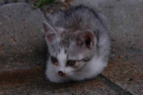 今日の子猫ちゃん 2004/07/07-2