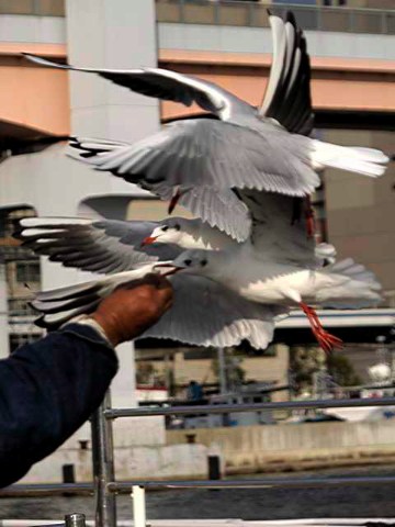 カモメ 2005/01/04-1