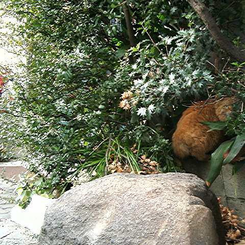 かくれんぼ？ 2005/01/28-1