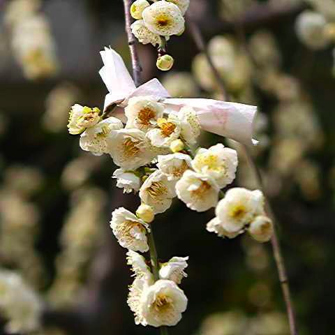 もうすぐ春ですね． 2005/03/05-1